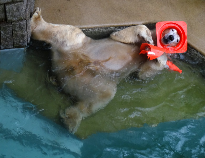 Relaxter Eisbär LUKA am 2. Oktober 2016 mit Pylon-Resten im Wuppertaler Zoo