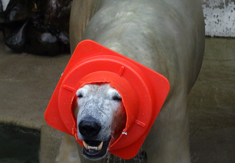 Eisbär LUKA am 2. Oktober 2016 mit speziellem selbstkreierten Kopfschmuck im Zoologischen Garten Wuppertal