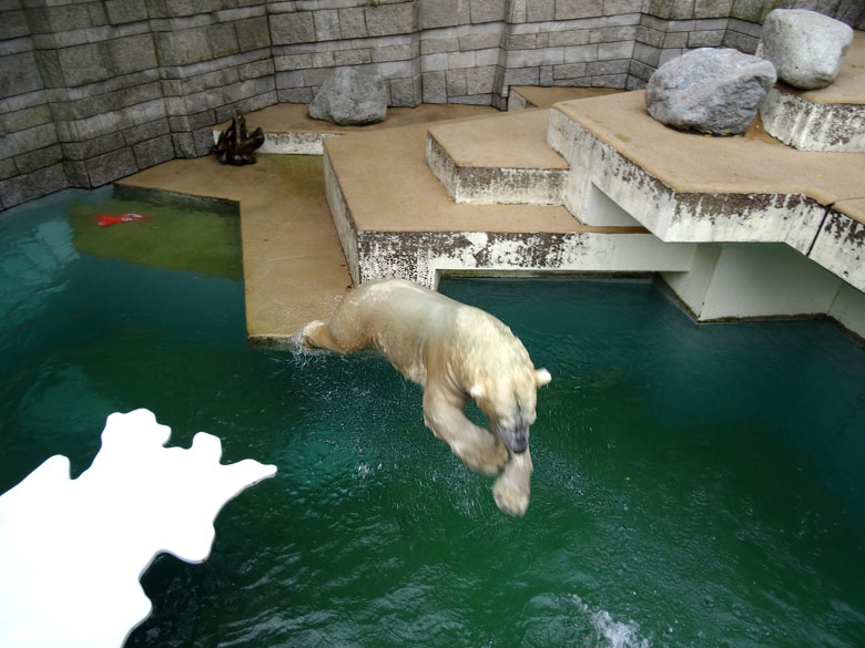 Eisbär LUKA am 2. Oktober 2016 mit Pylon-Resten im Wuppertaler Zoo