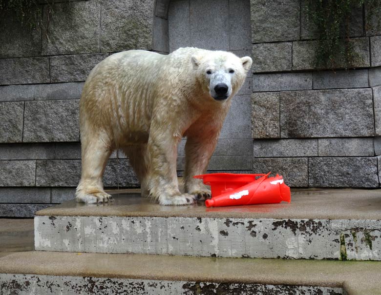 Eisbär LUKA am 2. Oktober 2016 mit Pylon-Resten im Grünen Zoo Wuppertal