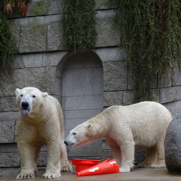 Eisbär LUKA und Eisbärin ANORI am 2. Oktober 2016 im Wuppertaler Zoo