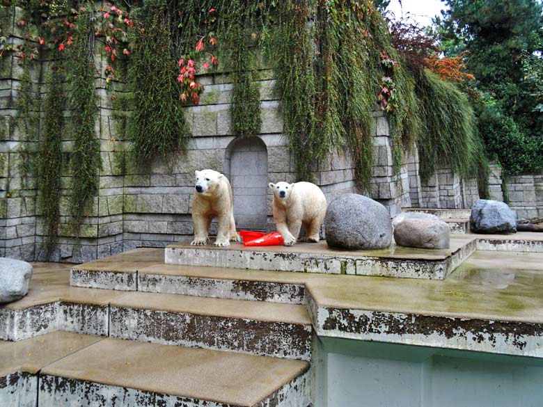 Eisbär LUKA und Eisbärin ANORI am 2. Oktober 2016 mit Pylon-Resten im Wuppertaler Zoo