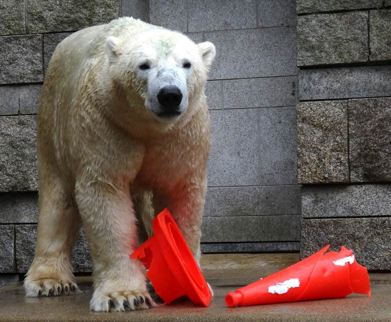 Eisbär LUKA am 2. Oktober 2016 mit Pylon-Resten im Zoologischen Garten der Stadt Wuppertal