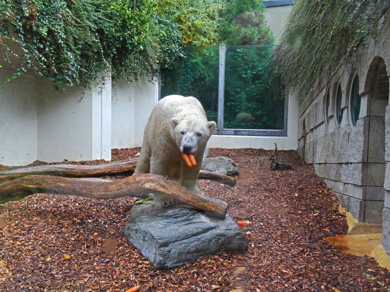 Eisbär LUKA am 2. Oktober 2016 auf der mit Mulch bestreuten kleinen Außenanlage im Grünen Zoo Wuppertal