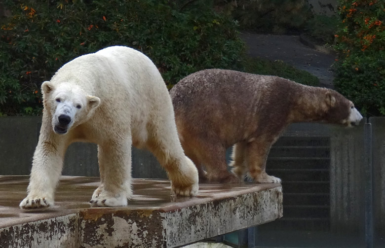 Eisbär Luka und Eisbärin Anori am 18. Oktober 2016 auf der großen Freianlage für Eisbären im Wuppertaler Zoo