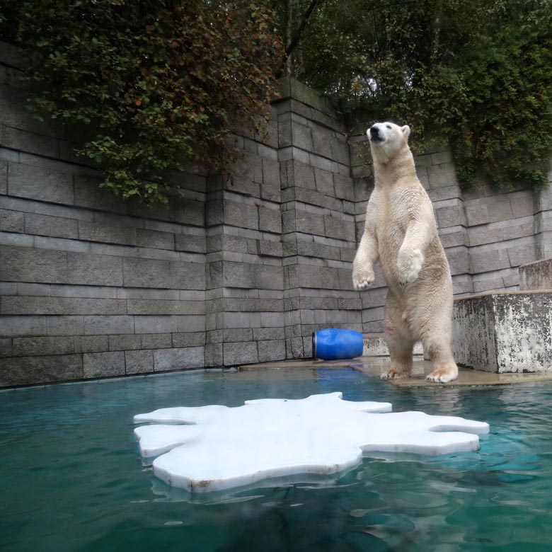 Eisbär LUKA am 21. Oktober 2016 auf der großen Freianlage für Eisbären im Grünen Zoo Wuppertal