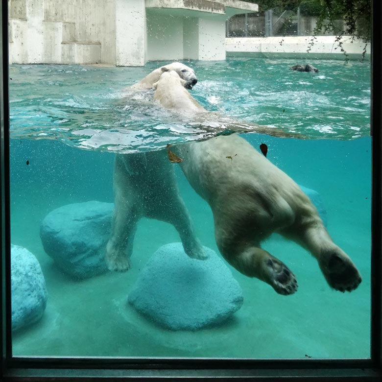 Eisbär LUKA und Eisbärin ANORI am 21. Oktober 2016 im Wasser der großen Freianlage für Eisbären im Wuppertaler Zoo