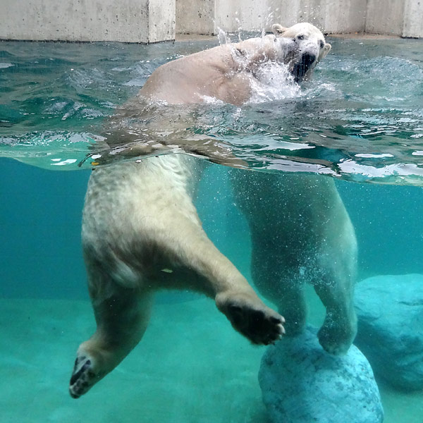 Eisbärin ANORI und Eisbär LUKA am 21. Oktober 2016 im Wuppertaler Zoo
