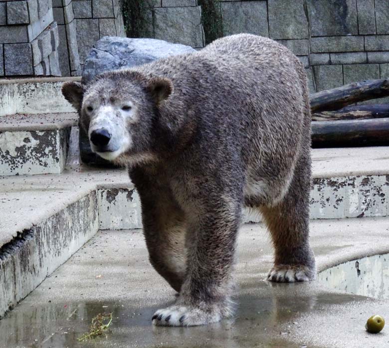 Eisbärin ANORI am 23. Oktober 2016 auf der großen Freianlage für Eisbären im Grünen Zoo Wuppertal