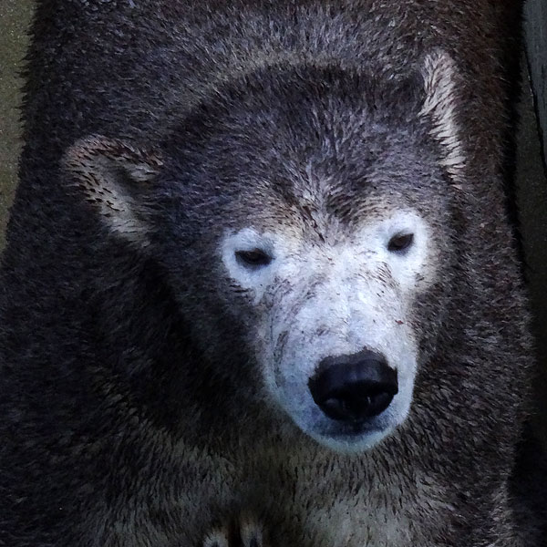 Eisbärin ANORI am 23. Oktober 2016 im Wuppertaler Zoo