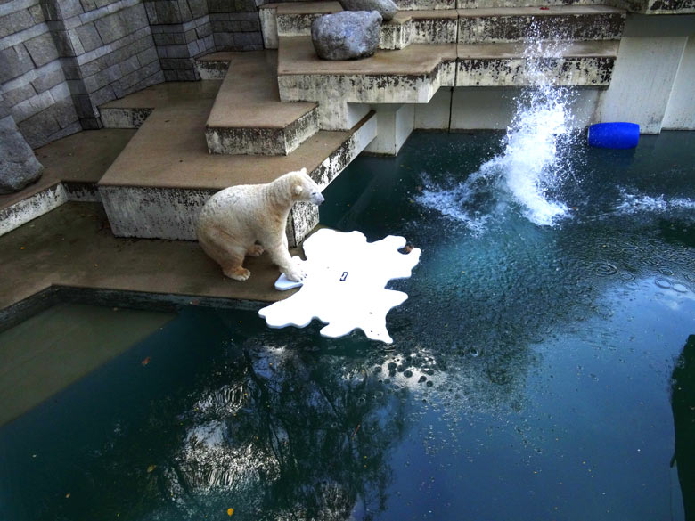 Eisbärin Anori nach dem Sprung von Eisbär Luka am 29. Oktober 2016 auf der großen Freianlage für Eisbären im Zoo Wuppertal