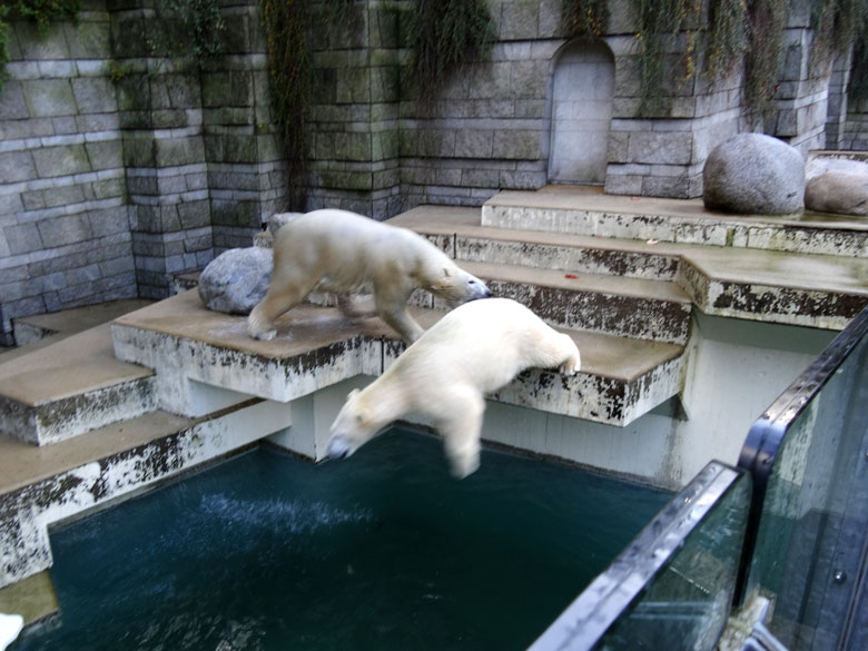 Eisbär Luka zwickte Eisbärin Anori am 29. Oktober 2016 auf der großen Freianlage für Eisbären im Wuppertaler Zoo