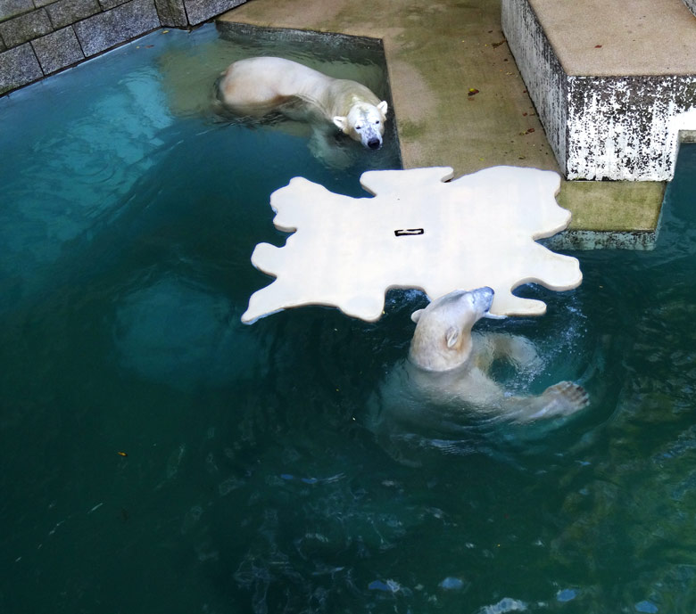 Eisbärin Anori und Eisbär Luka mit der künstlichen Eisscholle am 29. Oktober 2016 auf der großen Freianlage für Eisbären im Grünen Zoo Wuppertal