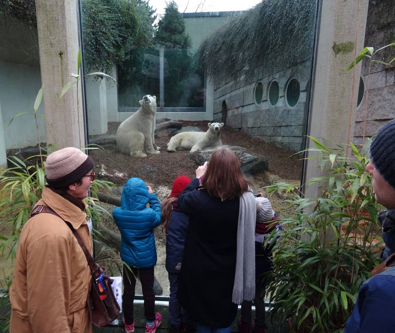 Eisbär LUKA und Eisbärin ANORI am 23. Dezember 2016 im Grünen Zoo Wuppertal
