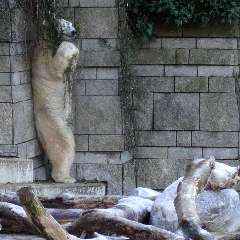 Eisbärin ANORI am 21. Januar 2017 im Wuppertaler Zoo