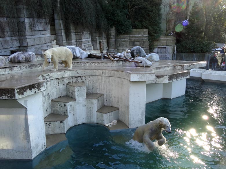Eisbär LUKA und Eisbärin ANORI am 21. Januar 2017 im Wuppertaler Zoo