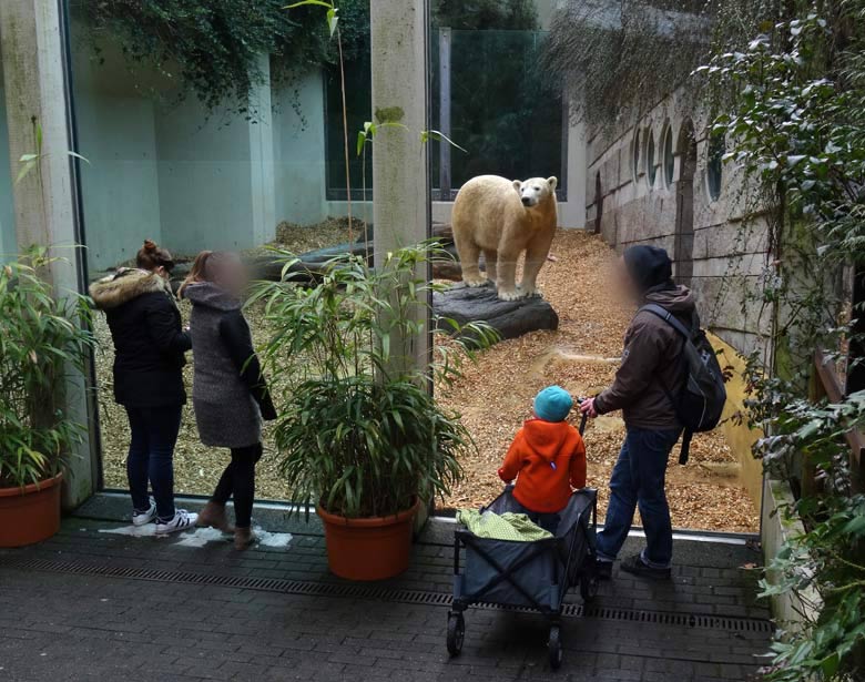Eisbärin ANORI am 29. Januar 2017 auf der sogenannten Mutter-Kind-Anlage für Eisbären im Grünen Zoo Wuppertal