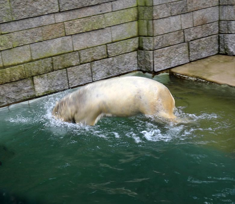 Eisbärin ANORI am 2. Februar 2017 im Grünen Zoo Wuppertal