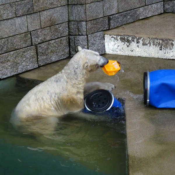 Eisbärin ANORI am 2. Februar 2017 im Wuppertaler Zoo