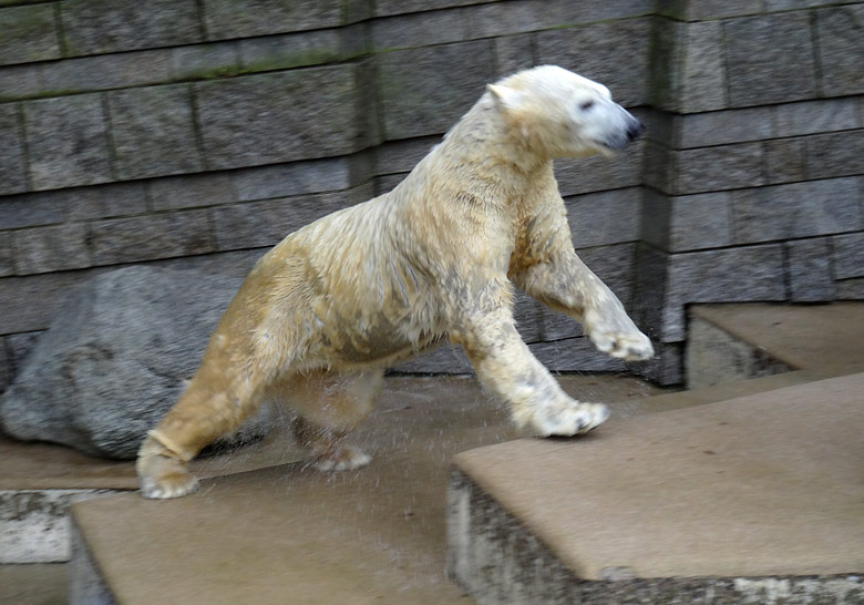 Eisbärin ANORI am 2. Februar 2017 im Zoologischen Garten Wuppertal