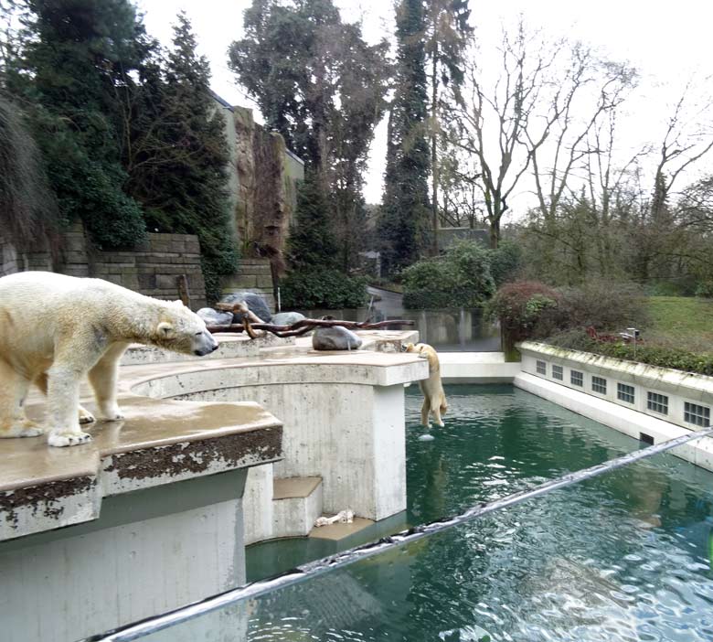 Eisbär LUKA und Eisbärin ANORI am 2. Februar 2017 im Wuppertaler Zoo