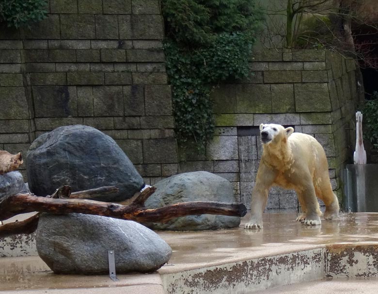 Eisbärin ANORI am 2. Februar 2017 im Grünen Zoo Wuppertal