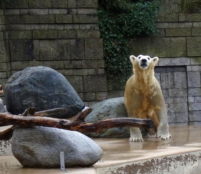 Eisbärin ANORI am 2. Februar 2017 im Zoologischen Garten Wuppertal