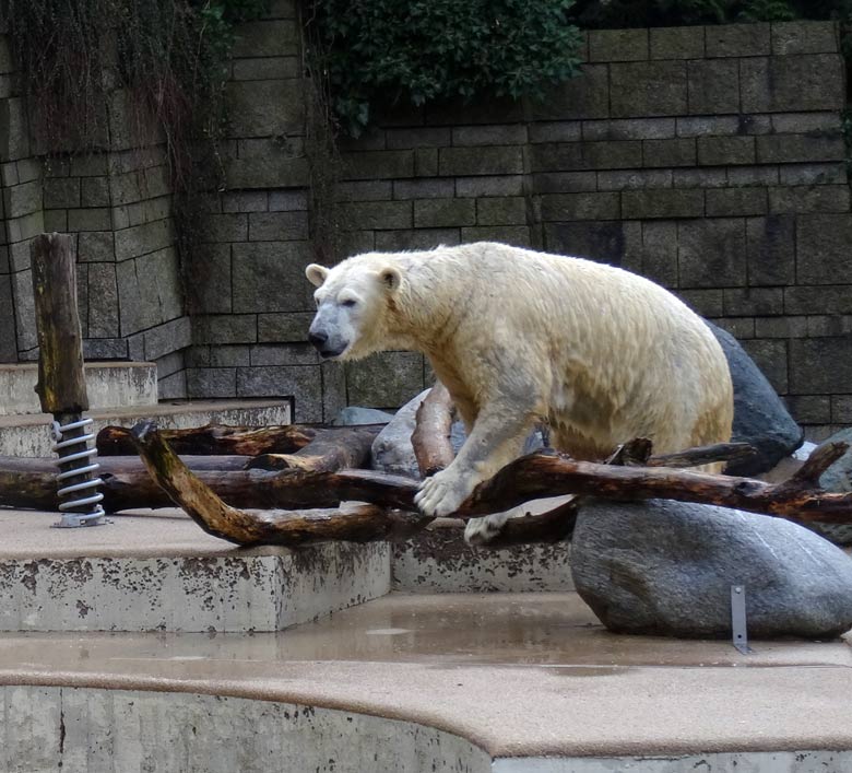 Eisbärin ANORI am 2. Februar 2017 im Zoo Wuppertal
