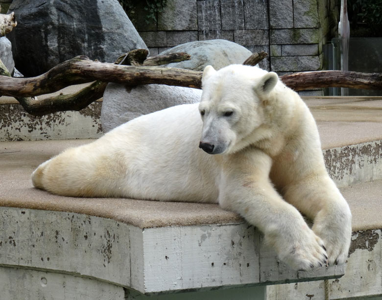 Eisbärin ANORI am 19. März 2017 im Zoo Wuppertal