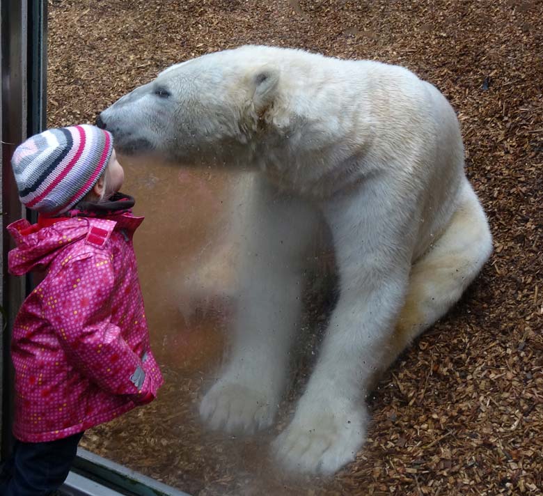 Eisbär LUKA am 19. März 2017 im Grünen Zoo Wuppertal