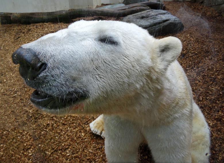 Eisbär LUKA am 19. März 2017 im Zoo Wuppertal