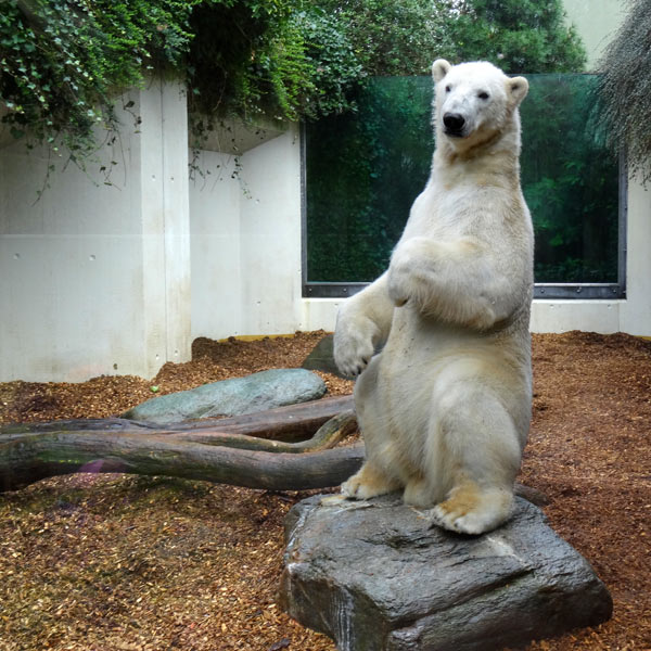 Eisbär LUKA am 19. März 2017 im Wuppertaler Zoo