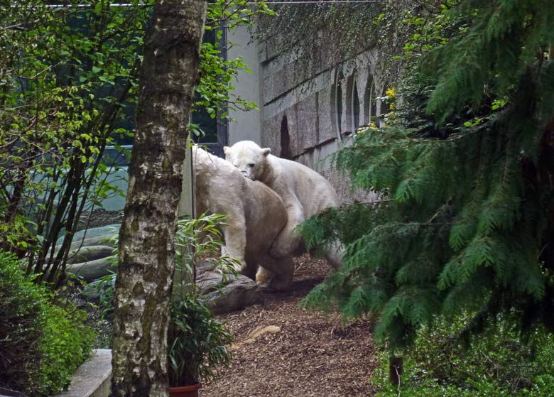 Eisbär LUKA und Eisbärin ANORI am 8. April 2017 im Zoologischen Garten Wuppertal