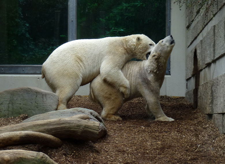 Eisbär LUKA und Eisbärin ANORI am 8. April 2017 im Grünen Zoo Wuppertal