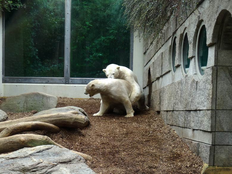 Eisbär LUKA und Eisbärin ANORI am 8. April 2017 im Zoologischen Garten der Stadt Wuppertal