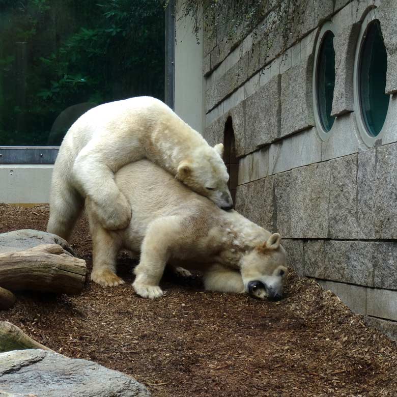 Eisbär LUKA und Eisbärin ANORI am 8. April 2017 im Zoo Wuppertal