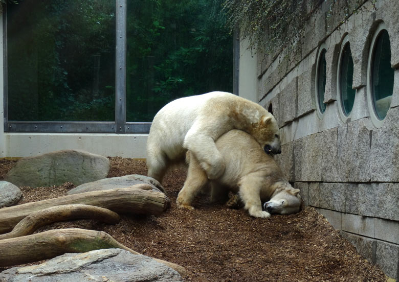 Eisbär LUKA und Eisbärin ANORI am 8. April 2017 im Wuppertaler Zoo