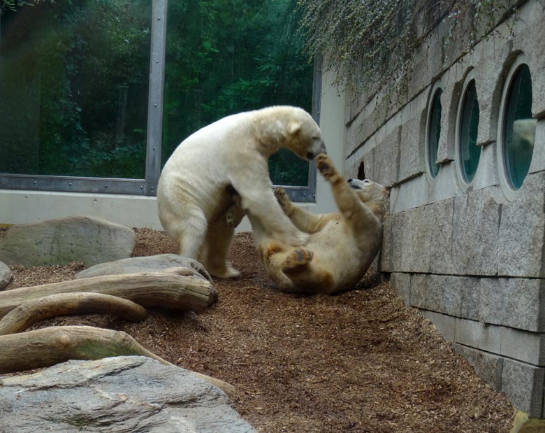 Eisbär LUKA und Eisbärin ANORI am 8. April 2017 im Zoologischen Garten der Stadt Wuppertal