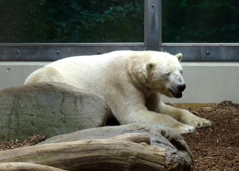 Erschöpfter Eisbär LUKA am 8. April 2017 im Zoo Wuppertal