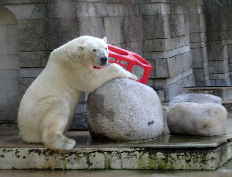Eisbär LUKA mit einem roten Schlitten am 9. April 2017 im Zoo Wuppertal