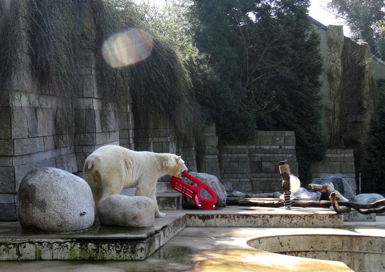Eisbär LUKA mit einem roten Schlitten am 9. April 2017 im Grünen Zoo Wuppertal