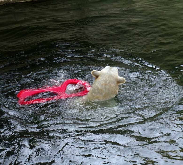 Eisbärin ANORI mit einem roten Schlitten am 9. April 2017 im Zoologischen Garten der Stadt Wuppertal