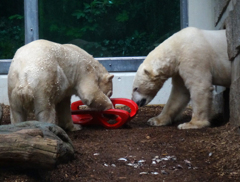 Eisbärin ANORI und Eisbär LUKA mit rotem Schlitten am 13. April 2017 auf der kleinen Außenanlage für Eisbären im Zoo Wuppertal