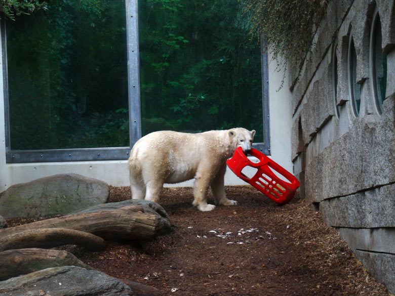 Eisbärin ANORI mit rotem Schlitten am 13. April 2017 auf der kleinen Außenanlage für Eisbären im Wuppertaler Zoo