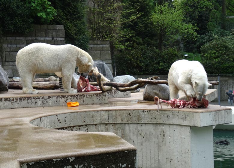 Eisbär LUKA und Eisbärin ANORI am 7. Mai 2017 auf der Außenanlage im Grünen Zoo Wuppertal