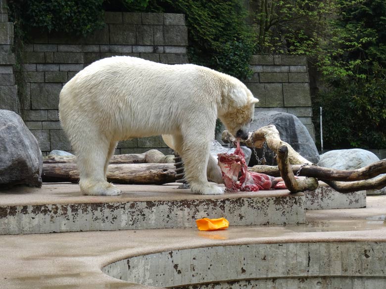 Eisbär LUKA am 7. Mai 2017 auf der Außenanlage im Wuppertaler Zoo
