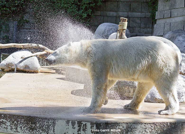 Badespass bei den Eisbären am 10. Juni 2017 im Grünen Zoo Wuppertal (Foto Gerrit Nitsch)