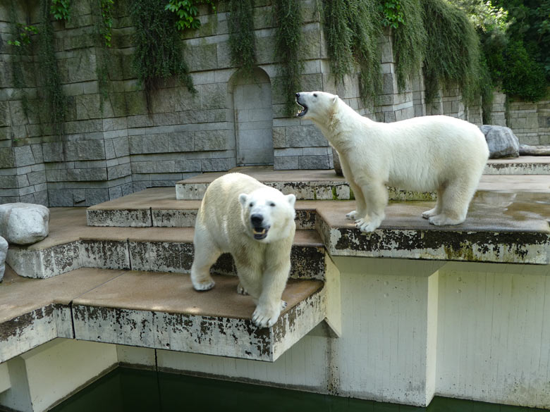 Eisbär LUKA und Eisbärin ANORI am 15. Juni 2017 im Wuppertaler Zoo