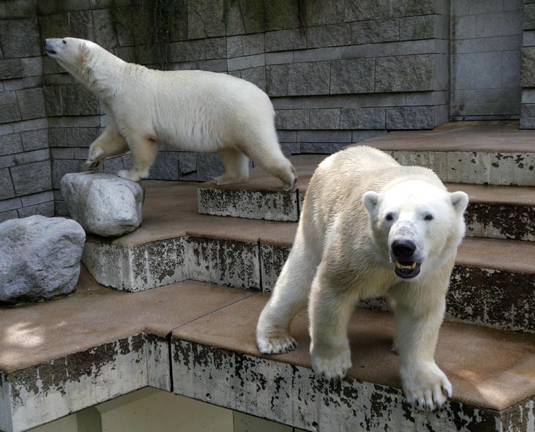 Eisbärin ANORI und Eisbär LUKA am 15. Juni 2017 im Zoo Wuppertal
