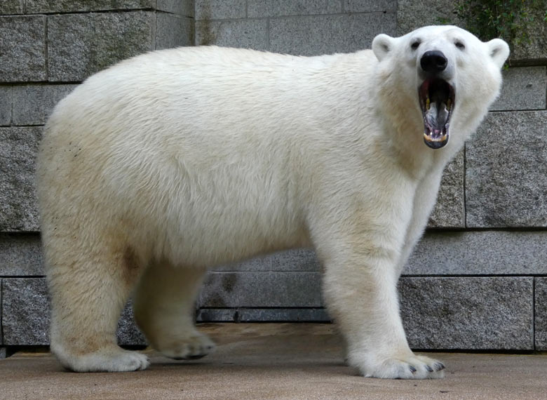 Eisbär LUKA am 15. Juni 2017 im Zoologischen Garten der Stadt Wuppertal